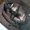 SPIKE - sucht dringend neues Zuhause....