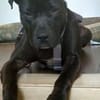 SPIKE - sucht dringend neues Zuhause....