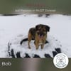 Bob: Überschwänglicher Riese (in D)