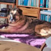 Bob: Überschwänglicher Riese (in D)