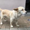 Karlito - wartet in 64521 Groß-Gerau