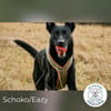 Schoko: zuckersüßer Schlankmacher (in D)