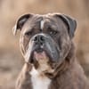 Bruno