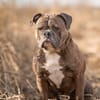 Bruno