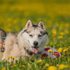 Wunderschöne Gerda