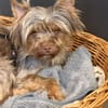 Schokonase Willow 77776 Bad Rippoldsau