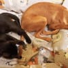 Mira kleiner Welpe sucht sein Glück