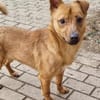 LEO-Pat♥geseliger Rüde sucht 4ever🏡