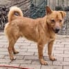LEO-Pat♥geseliger Rüde sucht 4ever🏡
