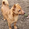 LEO-Pat♥geseliger Rüde sucht 4ever🏡