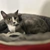CAT QUART