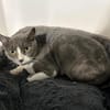 CAT QUART