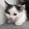 Tom (en cours d'adoption)