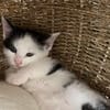 Tom (en cours d'adoption)