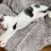 Tom (en cours d'adoption)