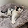 Tom (en cours d'adoption)