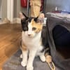 Louise (en cours d'adoption)