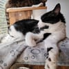 AGATHA