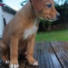 HAWAI jolie puce au cœur tendre