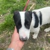 Otto