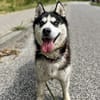 Lori