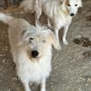 Lana, sucht dringend ein Zuhause