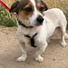 Joschi  Kleiner Herzenshund