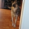 Soziale Hundeoma KATE sucht ♥