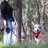 Heidi sucht ihr Für-Immer-Zuhause