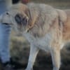 Heidi sucht ihr Für-Immer-Zuhause
