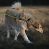 Heidi sucht ihr Für-Immer-Zuhause
