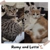 Zwei Seelen auf Samtpfoten