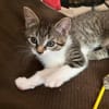 Darcy sucht ein liebevolles Zuhause