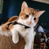 den Traumkater findest du in Meerbeck