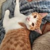 den Traumkater findest du in Meerbeck