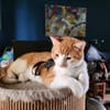 den Traumkater findest du in Meerbeck