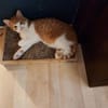 den Traumkater findest du in Meerbeck