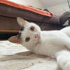 Unsere zarte Katzenseele Donna