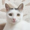 Unsere zarte Katzenseele Donna