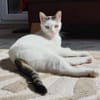 Unsere zarte Katzenseele Donna