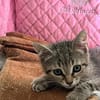 Dina sucht ein liebevolles Zuhause
