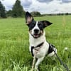 Snoopy - kleiner Spitzbub