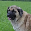 Katzenverträglicher, großer Rudi ....