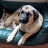 Katzenverträglicher, großer Rudi ....