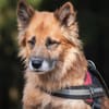 Timosha❤sucht Pflege- oder Endstelle