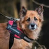Timosha❤sucht Pflege- oder Endstelle