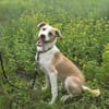 Chip  Schlauer Jungspund