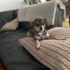 Inni sucht ihr Zuhause