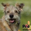 Filou auf Pflegestelle
