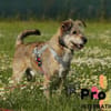 Filou auf Pflegestelle